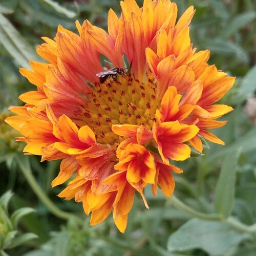 Pollination