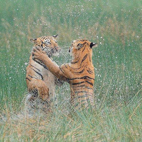 Let's play and learn - Tigers !