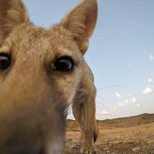 Closeup - Indian Fox pup