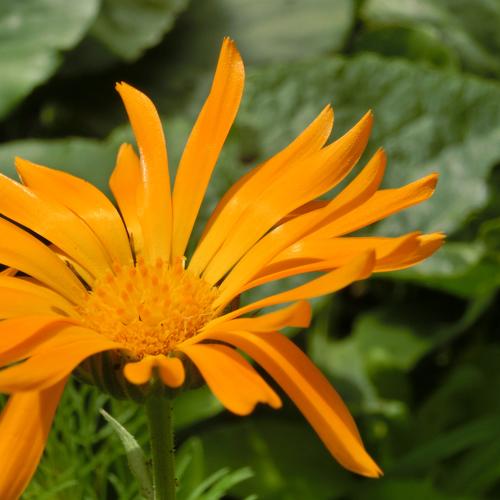Flower calendula