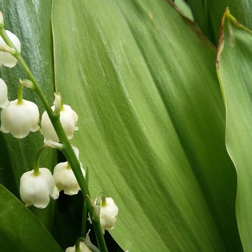 цветочки Колокольчики белые flowers white Bells