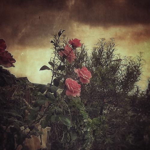 Roses
