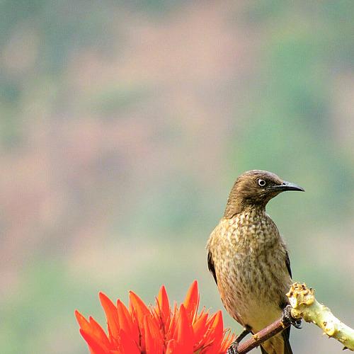 Spotted Winged starling