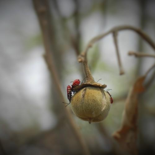 African toffee apple