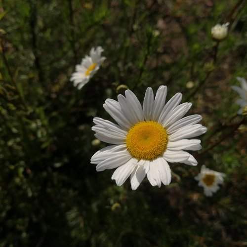 Рамонак...(Ромашка.../Camomile...)