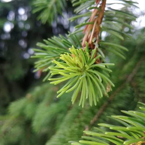 Хвоинки...(Fir-needles...)