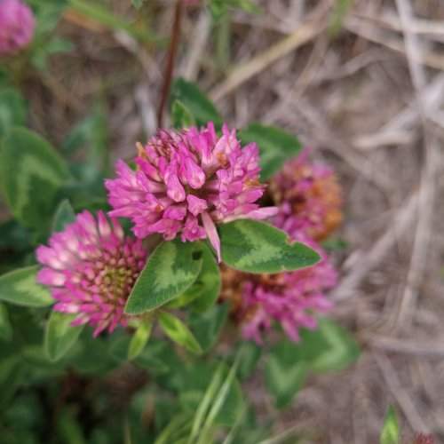 Клевер...(Clover...)