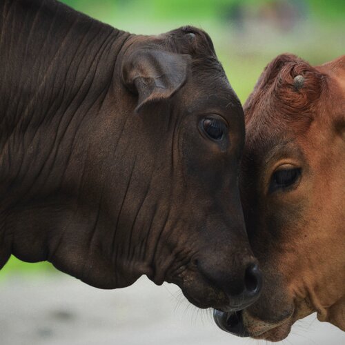 Love is in the air