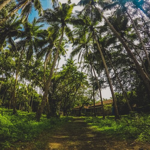 Into the wild