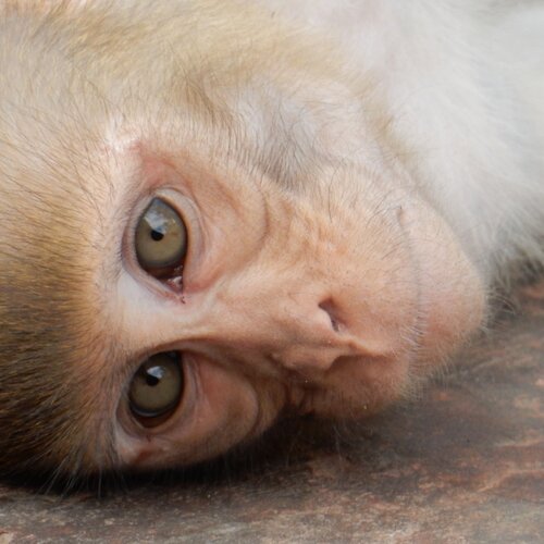 Monkey face