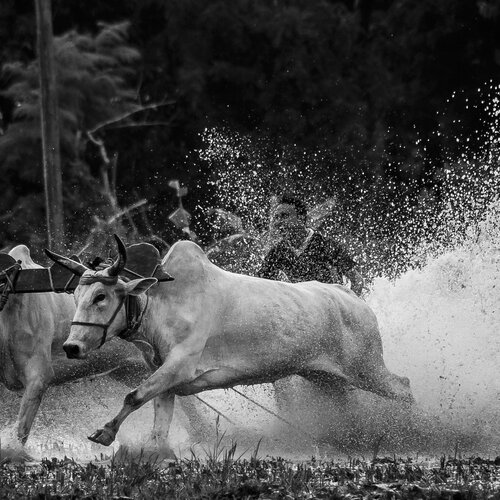The Cattle Race