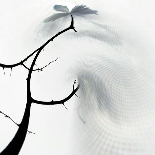 Flying Tree