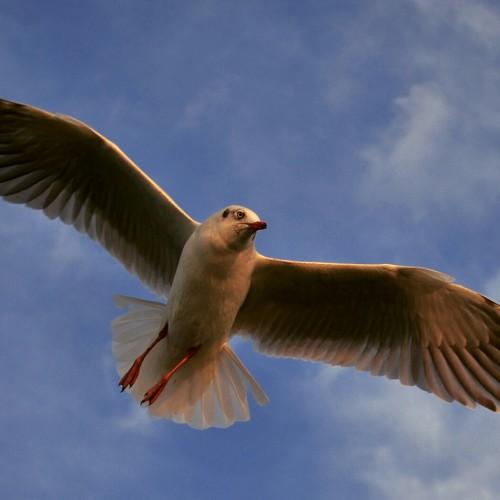 Let me fly