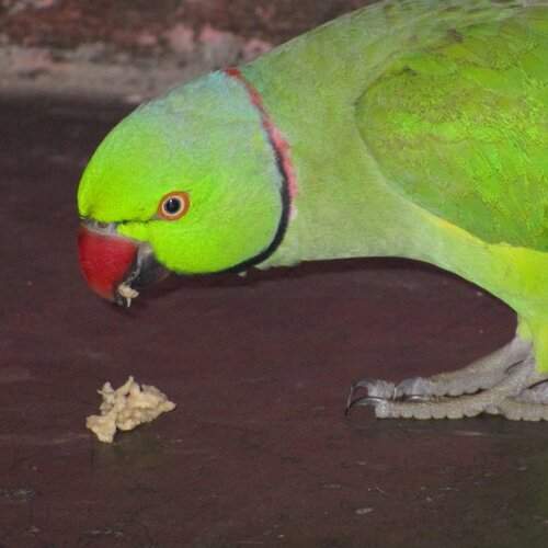 Feeding Parrot