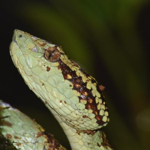 Eye