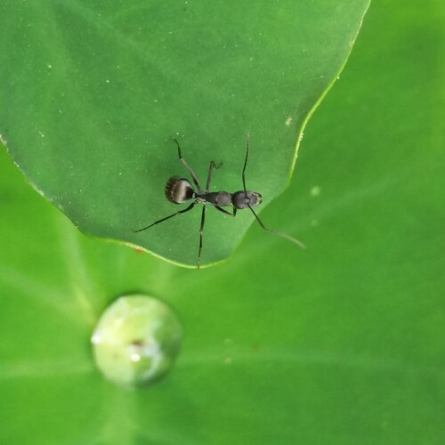 AN AnT