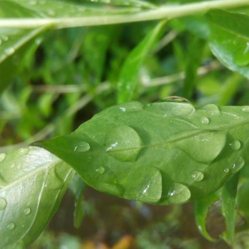 Watering on rainy days