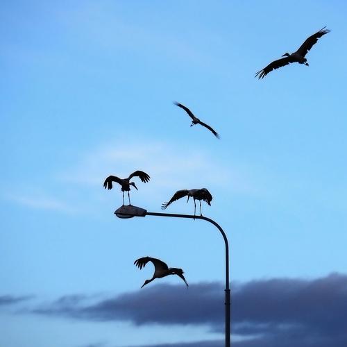 Game storks