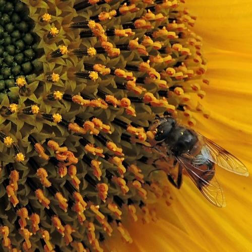 Sunflower and Bee
