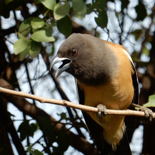 Rufous treepie