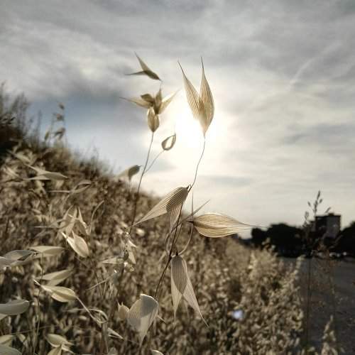 Beauties by the road