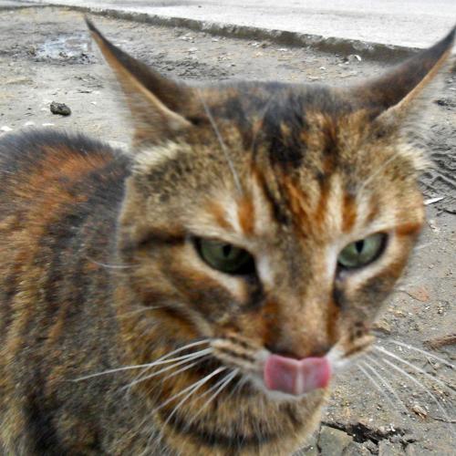 Cat's smile