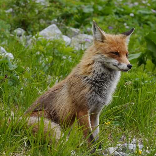 Fox