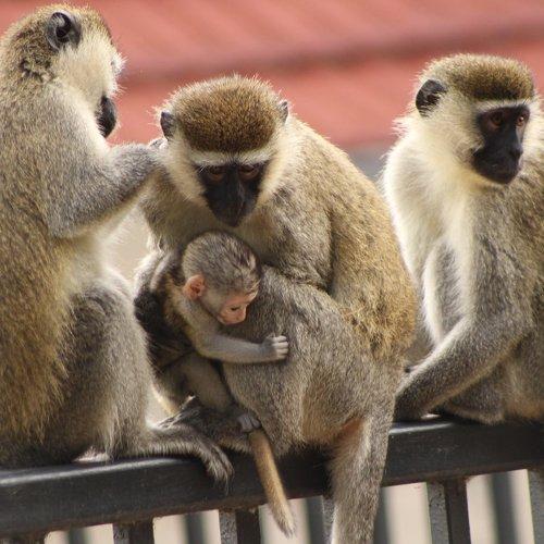 FAMILY LOVE AND CARE
