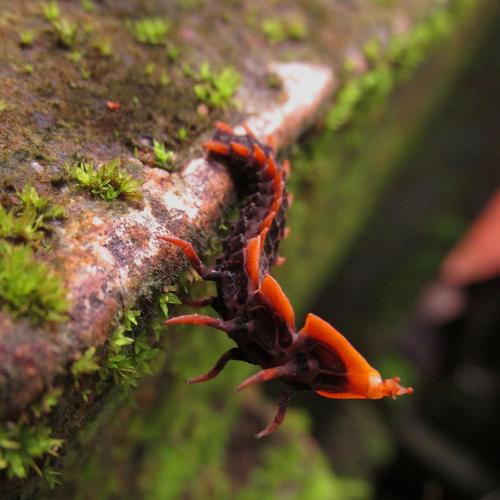 Millipede