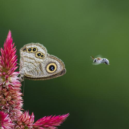 Fauna