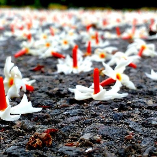 Just flowers