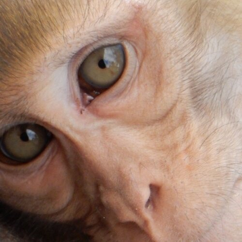 Planet of the apes