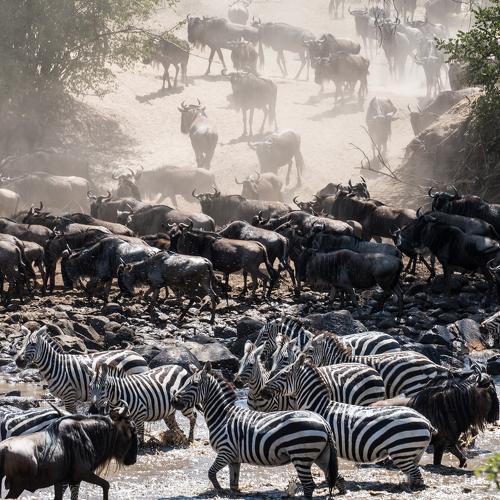 The African Migration