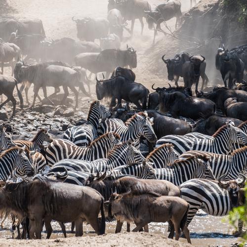 The African Migration