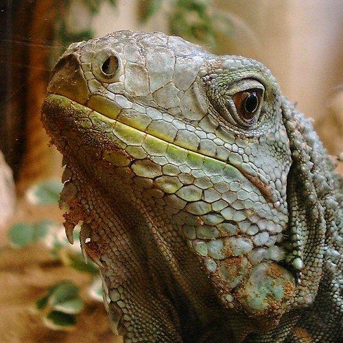iguana