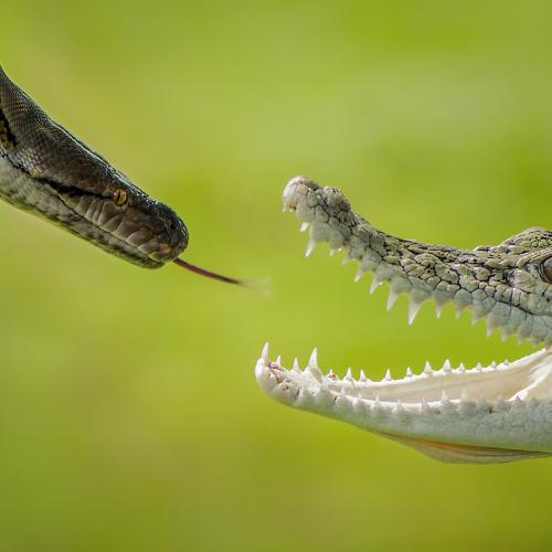 Battle