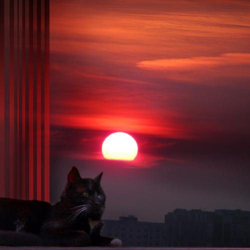 Вечерний кот
