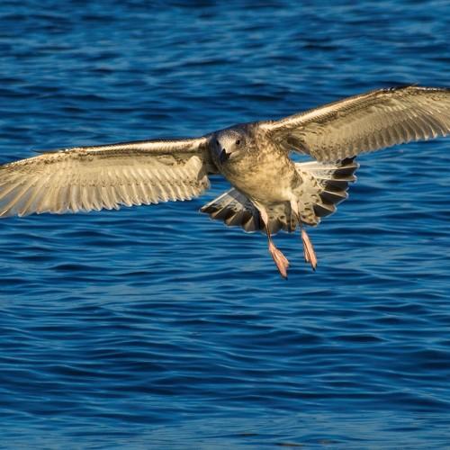 King of the sky