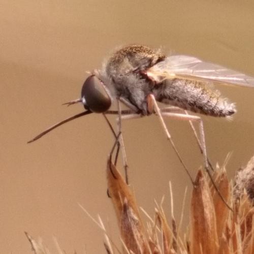 Ctenophora