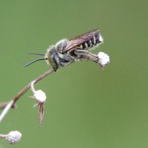 Apis florea