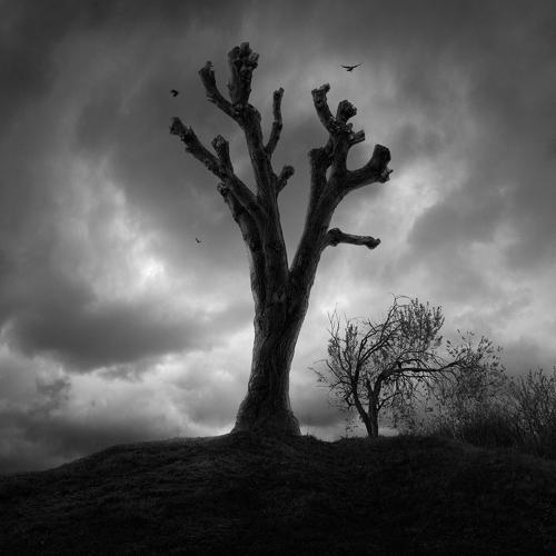 Старое дерево (Old tree)