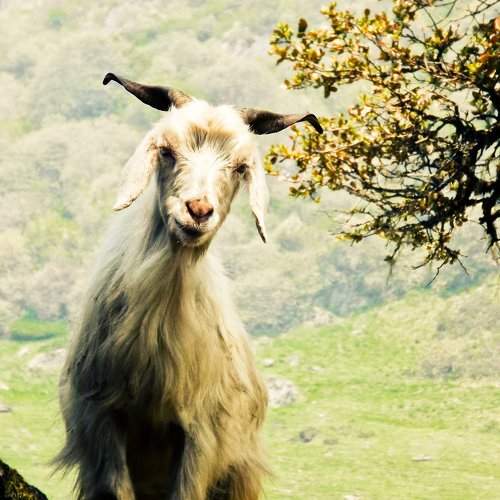 Shepherd