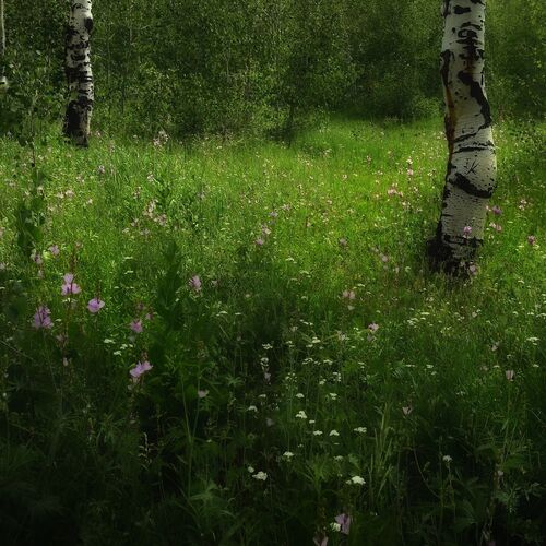 Meadow