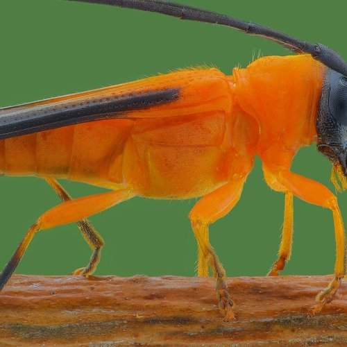 Black Orange