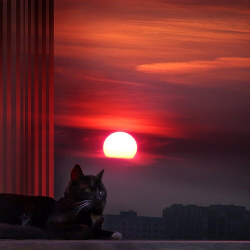 Вечерний кот