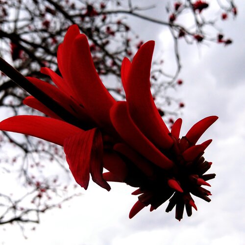 R.E.D. Flower