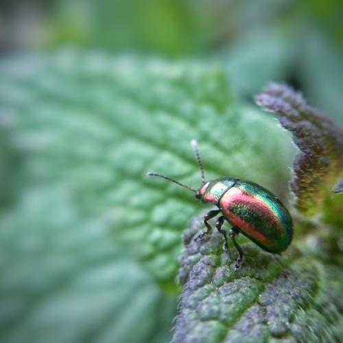 Beetle