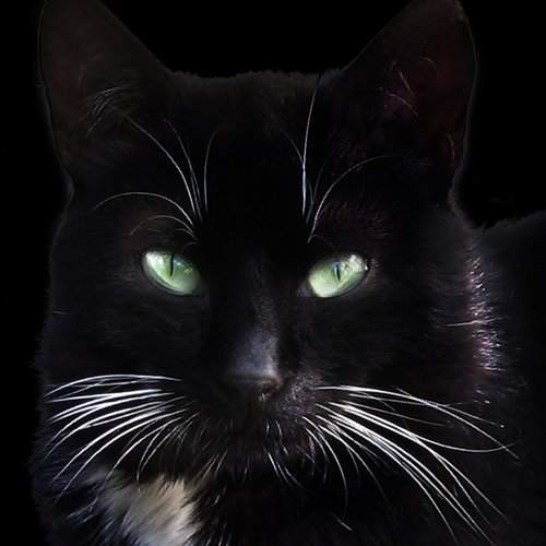 Кот