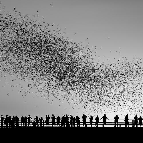 Texas Bat Watch