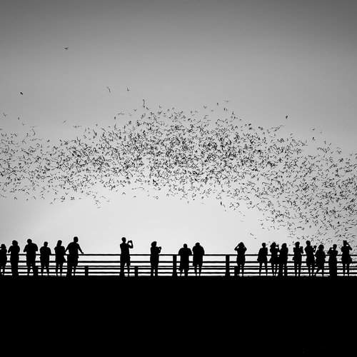 Texas Bat Watch